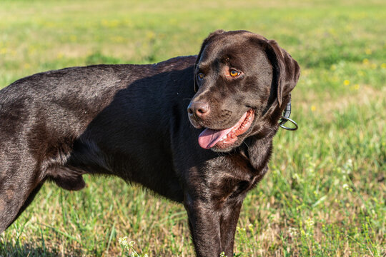 Labrador retriever, Canis lupus familiaris on a grass field. Healthy chocolate brown labrador retriever