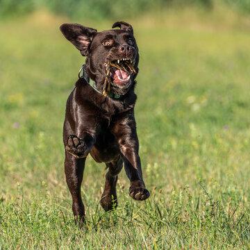 Labrador retriever, Canis lupus familiaris on a grass field. Healthy chocolate brown labrador retriever