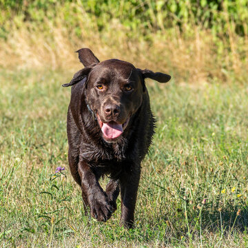 Labrador retriever, Canis lupus familiaris on a grass field. Healthy chocolate brown labrador retriever
