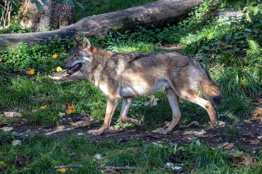 European Grey Wolf, Canis lupus in a german park