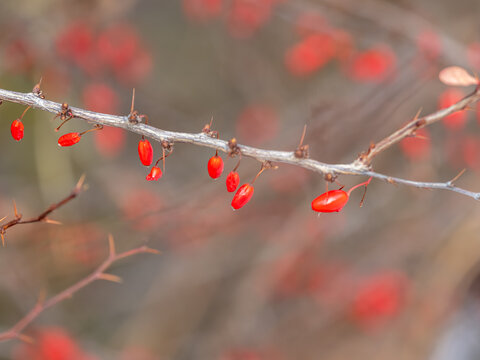 Branches of a barberry Bush with ripe red barberry berries