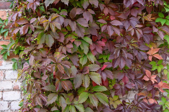 Virginia creeper with purple and red autumn leaves on old brick wall. Wild grape vine with berries in fall season. Seasonal foliage change in garden. Nature background