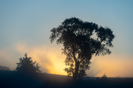 A large cherry tree and cedar tree on a hill at sunrise on a foggy morning.