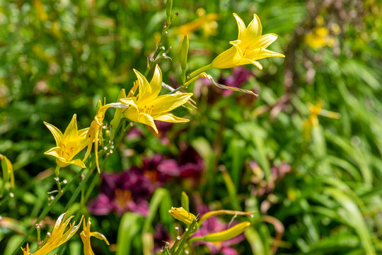 Yellow Daylilies Growing In the Garden In Summer In Wisconsin