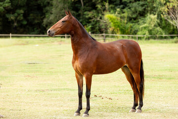 Obraz premium CAVALO