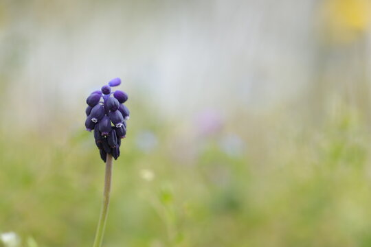 fiore di muscari in primavera al tramonto