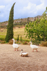 Three geese resting and walking on a rustic stone surface in a picturesque Portuguese vineyard landscape. Tall Italian cypress trees, green vineyards and rolling rocky hills create a Mediterranean © Pedro