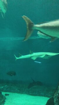 Fascinating underwater view of a sawfish, shark, stingray, and large marine fish swimming gracefully together across a vast ocean display tank inside an illuminated public city aquarium.

