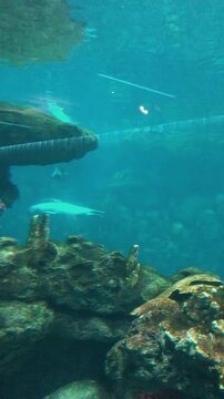 Fascinating underwater view of a sawfish, shark, stingray, and large marine fish swimming gracefully together across a vast ocean display tank inside an illuminated public city aquarium.

