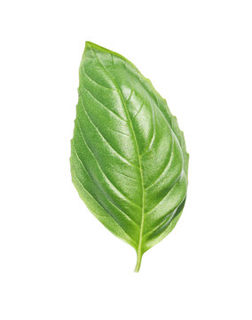 fesleğen fresh basil leave on transparent or white background	