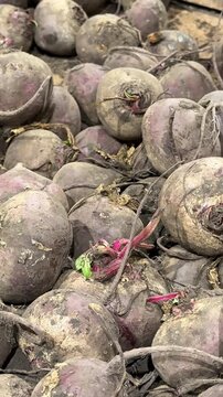 Freshly harvested red beets piled in a large wooden crate create an attractive market display, offering healthy root vegetables for grocery stores, produce markets and everyday shopping. Close up.