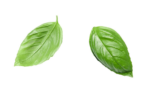 fesleğen fresh basil leaves on transparent or white background	