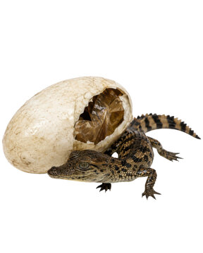 A newborn baby alligator hatching from its egg isolated on transparent background
