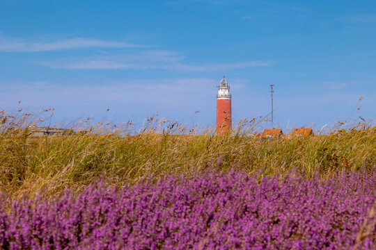 Purple flowers Calluna vulgaris (Heide, Heather, Ling) The sole species in genus of Calluna, Ericaceae family, The Eierland Lighthouse red tower, De Cocksdorp, North Holland, Texel Island, Netherlands