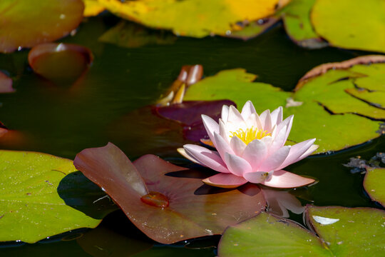 Selective focus of pink lotus flower on water in the pond, Nymphaea alba also known as the European white water lily is an aquatic flowering plant of the family Nymphaeaceae, Natural floral background