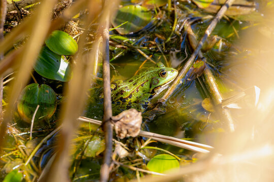 Selective focus of the marsh green frog in swamp in its natural habitat, Pelophylax ridibundus is the largest frog native to Europe, Typical polder in spring, Spawning and breeding season, Netherlands