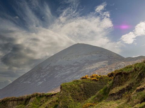 Travel Ireland scene with famous Croagh Patrick mountain and dramatic sky, green hills with yellow flowers in foreground. Popular tourist area with amazing nature scenery. Hiking and tourism.