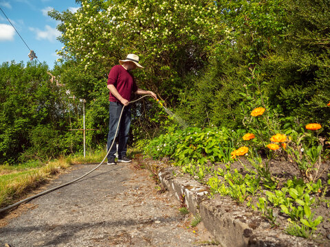 Gardener waters vibrant orange marigolds under sunny skies. Man in hat smiles as he tends to lush greenery. Ideal for gardening, summer, or wellness themes. Path leads through thriving plants