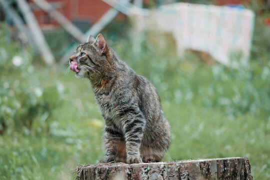 Tabby cat sits on a tree stump, licking its paw. The green grass background is blurred. The cat appears calm and focused on grooming. Ideal for themes like nature, pets, or quiet moments outdoors