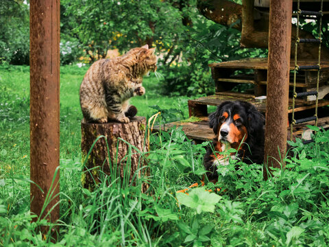 Cat perches atop tree stump in lush green garden. Dog sits nearby, calm and observant. Scene captures peaceful coexistence between pets. Ideal for themes of friendship, nature, or pet care