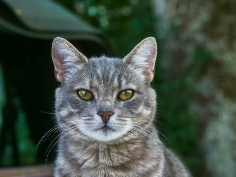 Gray tabby cat sits upright on weathered metal surface. Green trees and soft sunlight frame the scene. Cat gazes directly forward with calm, observant eyes. Farm cat in rural area.