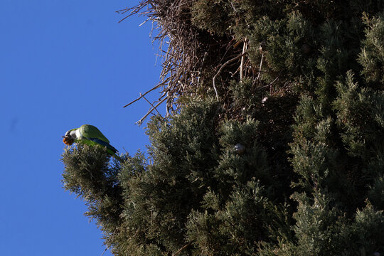 Green Parakeets Nesting in a Tree