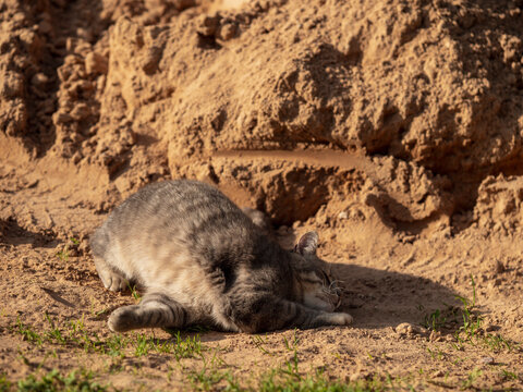 Gray tabby cat curls up, napping on sandy ground near sparse grass. Sunlight highlights its fur and casts soft shadows. Fun and joy of sunny day. Enjoy simple things concept.