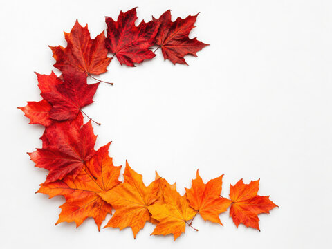 not closed oval circle Border Frame of colored autumn maple leaves falling isolated on white background with copy space, top view flat lay