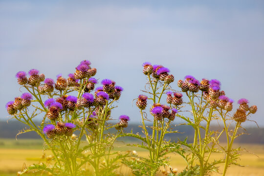 Selective focus of flowers of Cynara cardunculus in the garden with green grass backdrop, The cardoon also called the artichoke thistle is a thistle in the family Asteraceae, Natural floral background