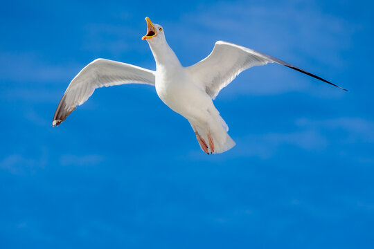 White and grey seagull soaring in flight with open beak, Low angle view of wild sea bird, European herring gull flying overhead with wings spread wide and mouth open against blue clear sky background.