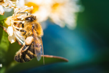 European honey bee pollinating vibrant yellow cherry laurel blossoms in a sunlit garden © Przemyslaw Iciak