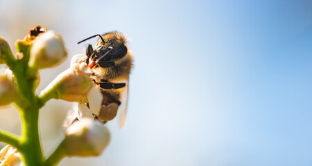 European honey bee pollinating on cherry laurel blossoms under bright blue sky © Przemyslaw Iciak