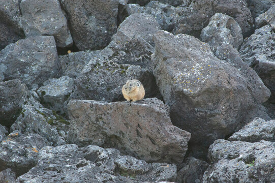 Mongolian pika perched on volcanic rocks, Orkhon Valley, Mongolia