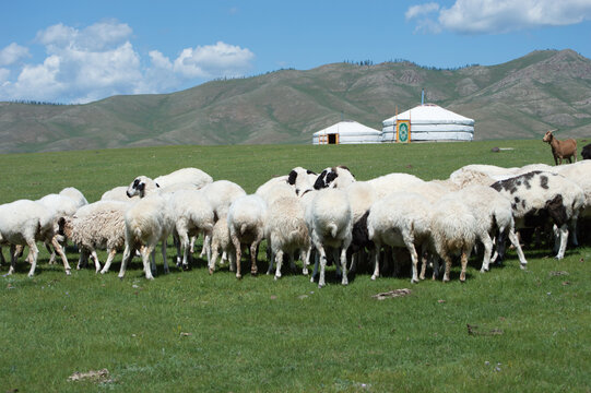White gers with a flock of grazing sheep, Orkhon Valley, Mongolia