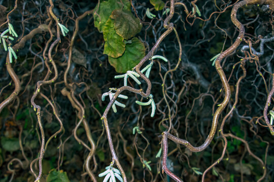 Tangled Twisted Branches and Catkins of Corkscrew Hazel