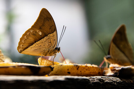 close up butterfly feeding on fruit outdoors