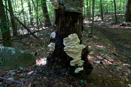 large whiteish shelf like mushrooms growing on old tree