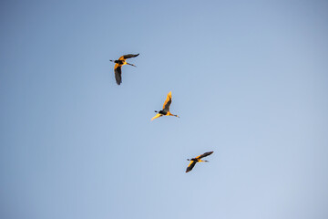 Naklejka premium Three sandhill cranes flying diagonally in formation across a clear blue sky 