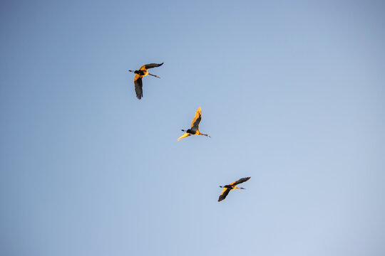 Three sandhill cranes flying diagonally in formation across a clear blue sky
