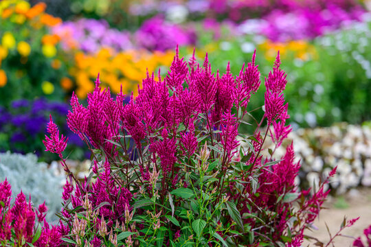Vibrant magenta celosia flowers blooming in a colorful summer garden, surrounded by lush green foliage and blurred multicolored flower beds
