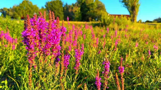 Bright purple flowers in a green field. The scene shows many purple flowers growing in a sunny green field during the day. A few trees are nearby.