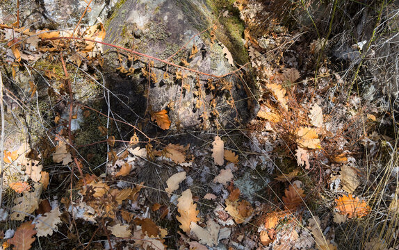 fallen oak leaves covering the ground on a rocky terrain with moss and vines, creating a peaceful and serene landscape photography scene with brown and green tones.