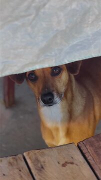 Curious dog looking through an opening under a wooden table