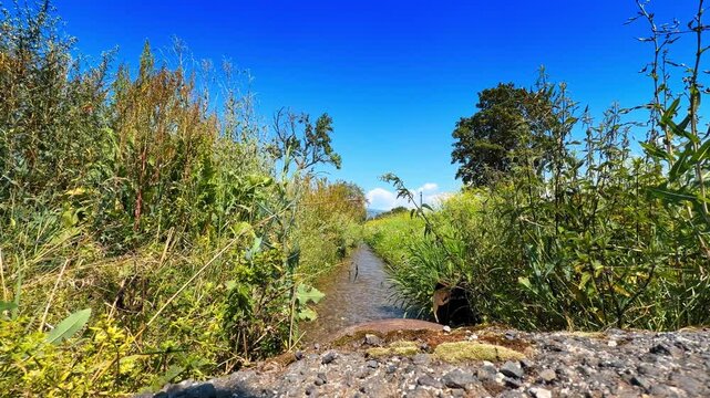 Narrow water channel flowing through wild grass. Dense vegetation borders the small stream beneath a clear blue sky on a bright day.
