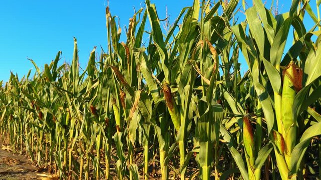 Green corn plants growing in agricultural field. Ripe cobs with golden silk stand out on healthy stalks under a bright summer sky.