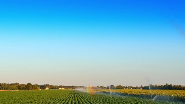 Watering crops in a field during sunset. Farmers use sprinklers to water crops in a field under a clear sky at sunset.