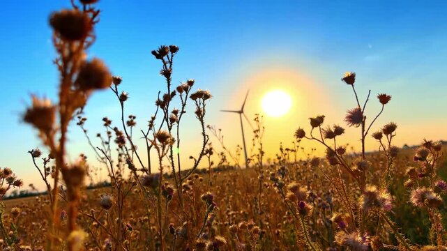 Dry wild plants in meadow at sunset. Foreground vegetation silhouettes against bright sun and distant wind turbine in low angle view.