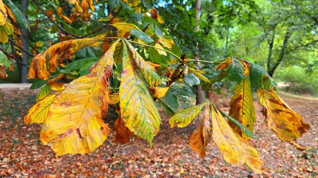 Yellow chestnut leaf on tree branch. Close shot of autumn horse chestnut foliage turning yellow and brown with blurred forest ground.