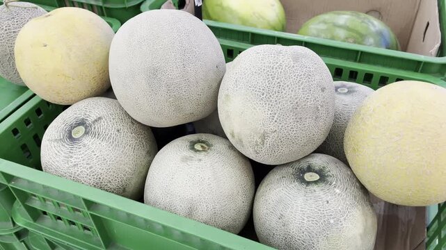 Vibrant whole muskmelons pile with textured skin concept