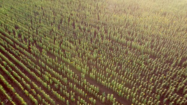 Aerial view of a sunflower field with young plants growing in organized rows across fertile soil, illuminated by warm sunlight and creating a natural pattern of green and yellow vegetation